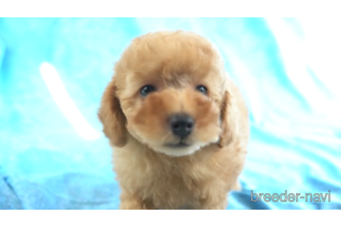 成約済の東京都のトイプードル-157960の2枚目